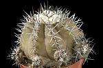 Copiapoa cuprea D. 10 € 80.00